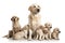 Mother Dog and Puppies. Isolate on white background.