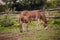 Mother donkey with foal