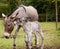 Mother donkey with foal