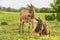 A mother donkey and her baby in farm. Two cute donkeys in the field