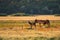 Mother donkey licking her young on pasture at sunset