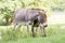 Mother donkey with offspring Equus asinus asinus