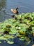 Mother duck and baby ducklings on lily pads