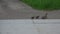 A mother duck and ducklings cross the road. 4K.