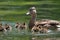 Mother duck with ducklings on lake