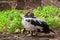 Mother duck and ducklings in street