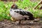 Mother duck and ducklings in street