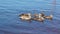 mother duck and ducklings swim near the shore of the lake