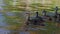 mother duck and ducklings swim near the shore of the lake