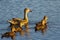 Mother duck with ducklings Swimming, Mother duck with young, Bird watching natural habitat, Royalty free stock image, Spring chick