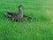 Mother Duck with her ducklings on the grass