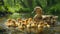 A mother duck with her ducklings swimming in a tranquil forest stream