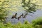 Mother duck with little ducklings swimming in a pond on a Sunny summer day.