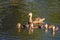 Mother duck swimming with ducklings, Waterfowl, Multiple offspring, Beauty in nature, Selective color orange, color toning, Royalt