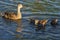 Mother duck swimming with ducklings, Waterfowl, Multiple offspring, Beauty in nature, Selective color orange, color toning, Royalt