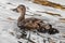 Mother duck swimming with ducklings, Waterfowl, Multiple offspring, Beauty in nature, Selective color orange, color toning, Royalt