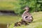 Mother duck watches over her young ducklings