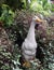Mother duck in wet backyard garden