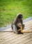 Mother Dusky monkey holding orange baby on sidewalk