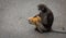Mother dusky monkey sitting on pavement with orange baby in her arms