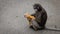 Mother dusky monkey sitting on pavement with orange baby in her arms