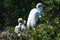 Mother Egret and Chicks