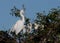 Mother egret with two hungry babies