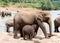 Mother elephant and baby