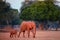 Mother elephant with baby elephant coming out of the bush to drink from the Zambezi River. African elephant family illuminated by