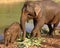 Mother elephant with baby elephant at Nam Khan River in Laos