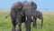 Mother elephant and baby walking close together side by side as a family, African Wildlife in Maasai