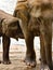 Mother elephant breast feeding, baby elephant, Sri Lanka