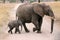 Mother elephant with calf
