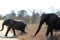 A mother elephant guides her calf across the road