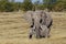 Mother elephant protecting her baby elephant