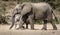 Mother elephant protecting her calf