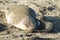 Mother elephant seal and newborn baby elephant seal on a beach