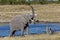 Mother elephant trumpeting by a waterhole in Etosha National Park.