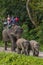 Mother elephant with two babies carry group of indian tourists during safari in Jaldapara National Park, Assam, India.