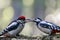 Mother en child Great Spotted Woodpecker  Dendrocopos major on a branch in the forest of Noord Holland Huizen in the Netherlan