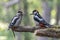 Mother en child Great Spotted Woodpecker  Dendrocopos major on a branch in the forest of Noord Holland Huizen in the Netherlan