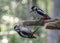 Mother en child Great Spotted Woodpecker  Dendrocopos major on a branch in the forest of Noord Holland Huizen in the Netherlan