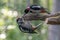 Mother en child Great Spotted Woodpecker  Dendrocopos major on a branch in the forest of Noord Holland Huizen in the Netherlan