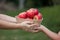 Mother farmer hand giving basket of apples to little child girl