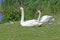 Mother and father swan with her young ones resting