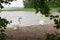 Mother and father swan with their cygnets