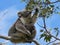 Mother feeding and a baby koala looking at the camera