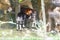 Mother feeding baby okapi