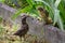 Mother feeds her chick. Common blackbird