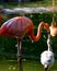 Mother flamingo feeding baby flamingo
